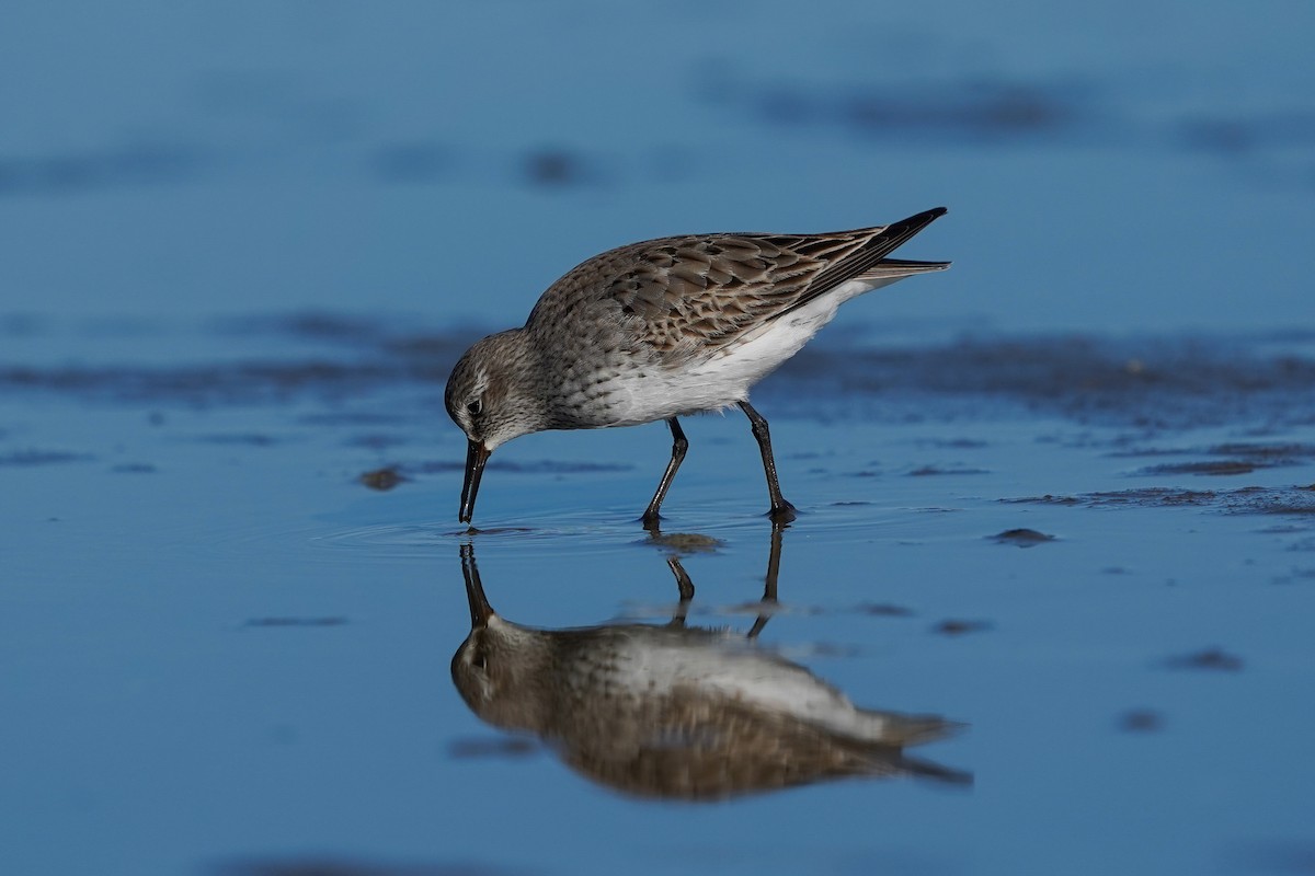 White-rumped Sandpiper - ML622857895