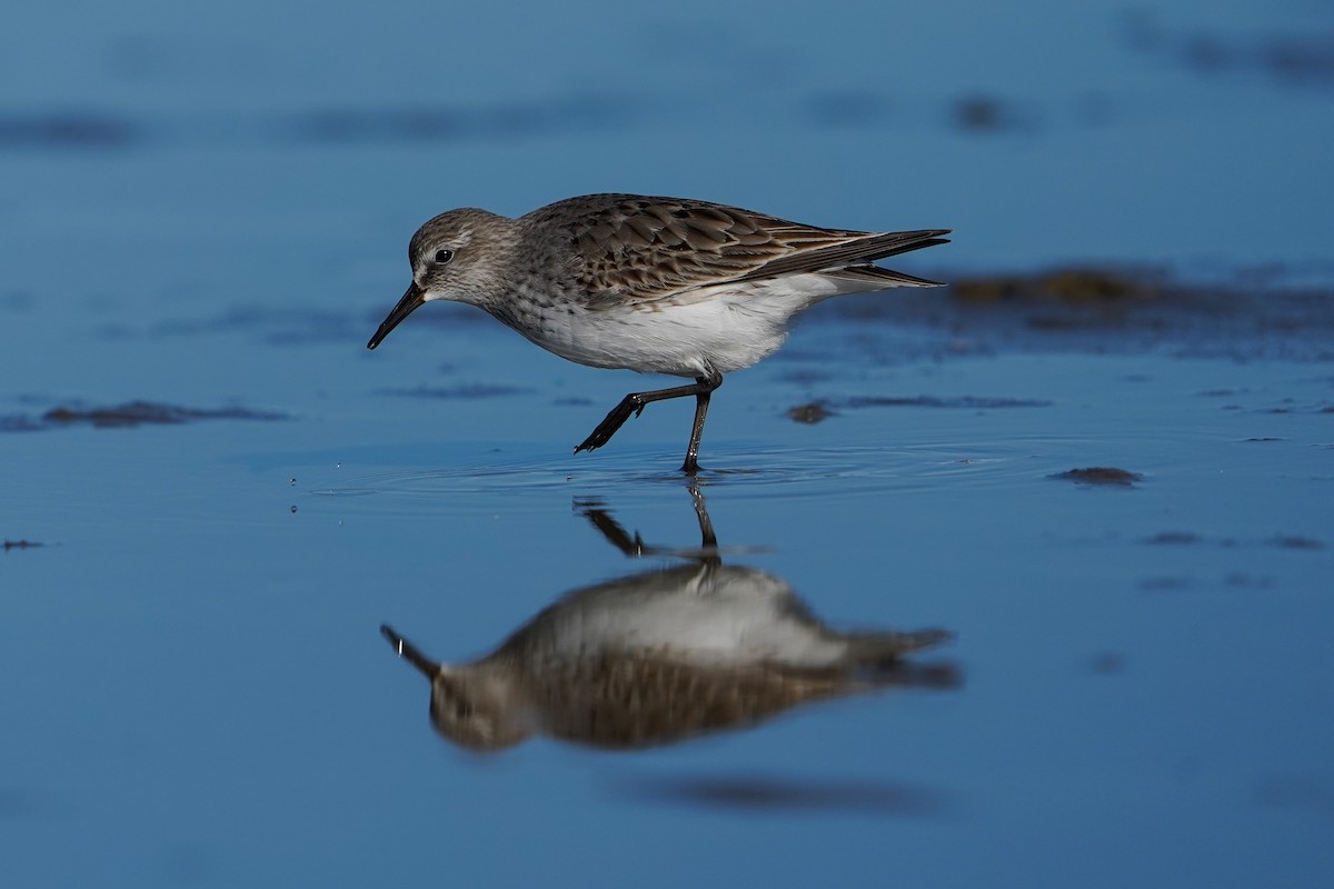 White-rumped Sandpiper - ML622857896