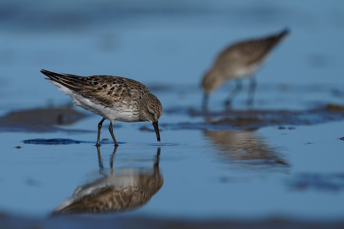 White-rumped Sandpiper - ML622857897