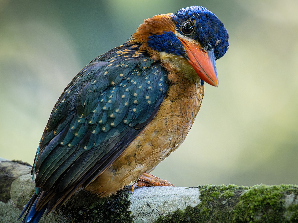 Blue-capped Kingfisher - ML622857901