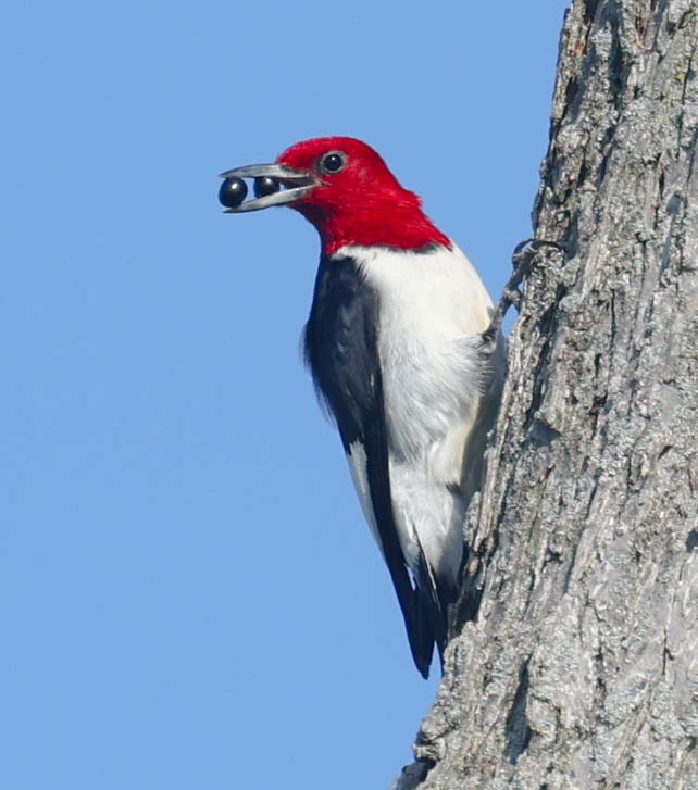 Pic à tête rouge - ML622857906
