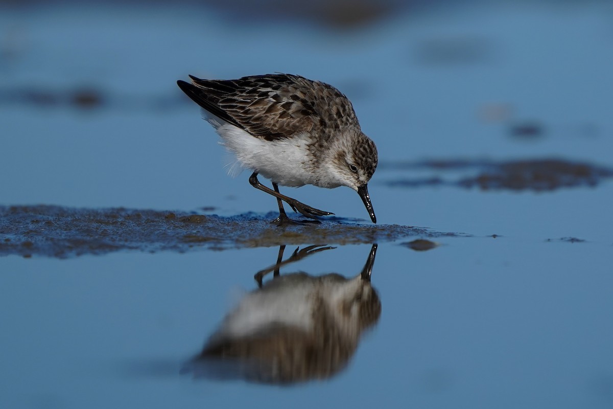 Semipalmated Sandpiper - ML622857907