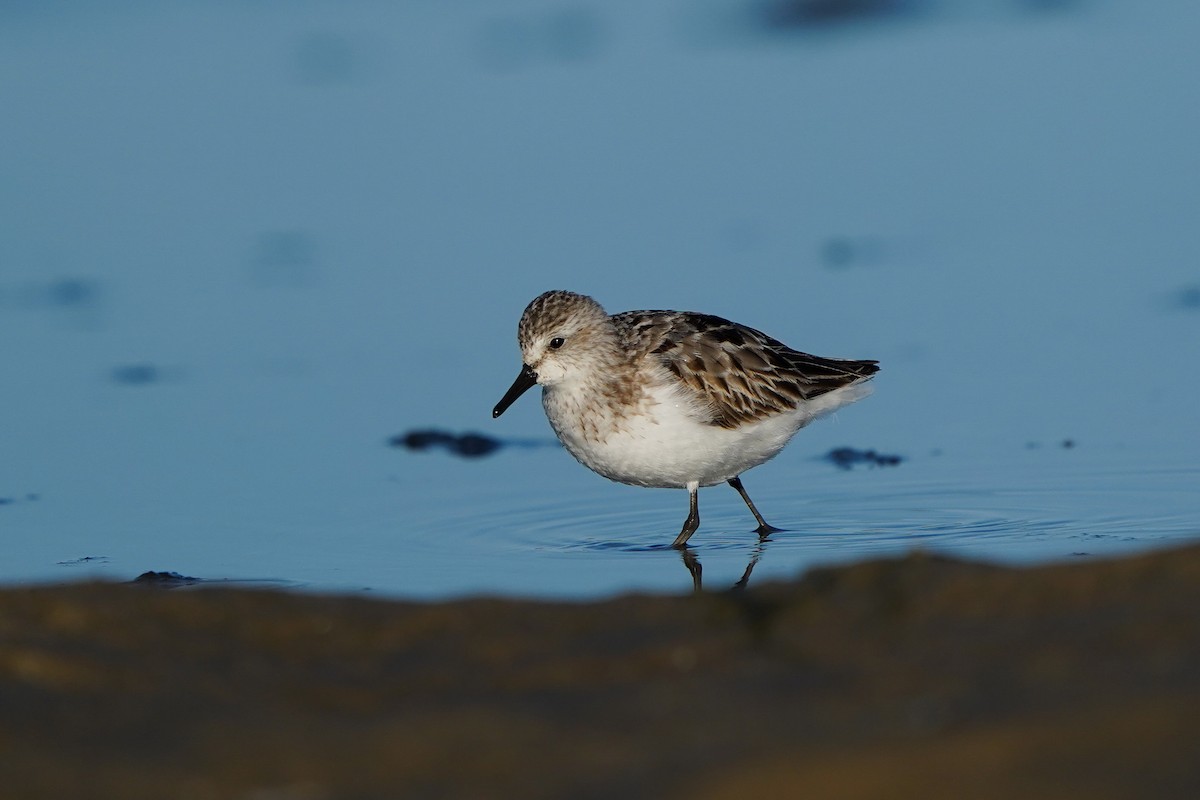 Semipalmated Sandpiper - ML622857913