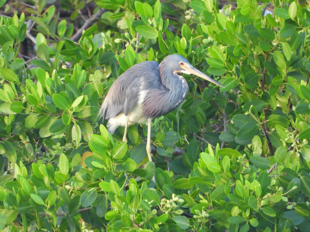 Tricolored Heron - Jeff Percell