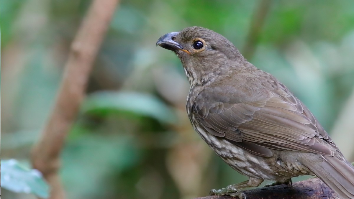 Tooth-billed Bowerbird - ML622857958