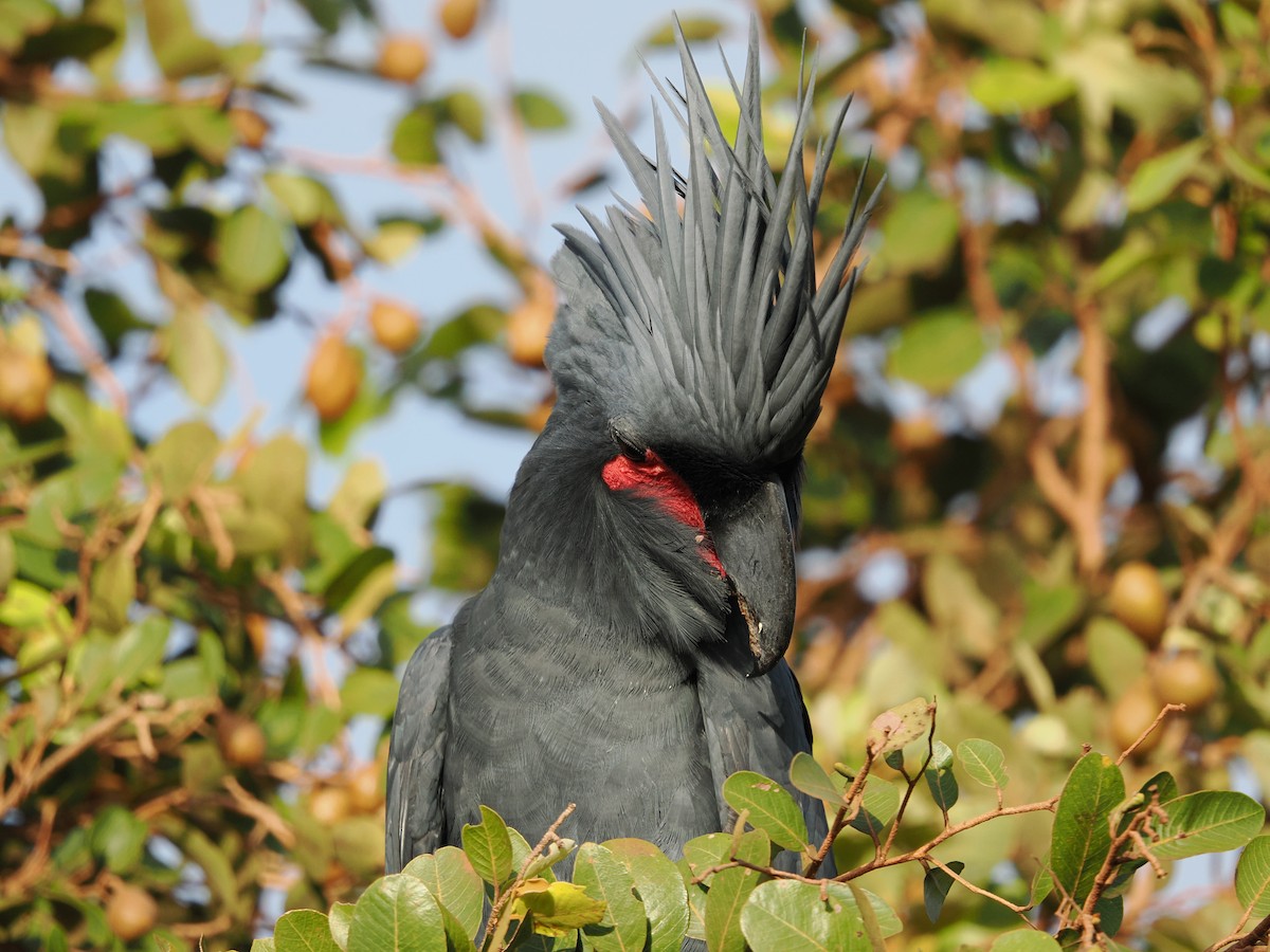 Palm Cockatoo - Tony Richards