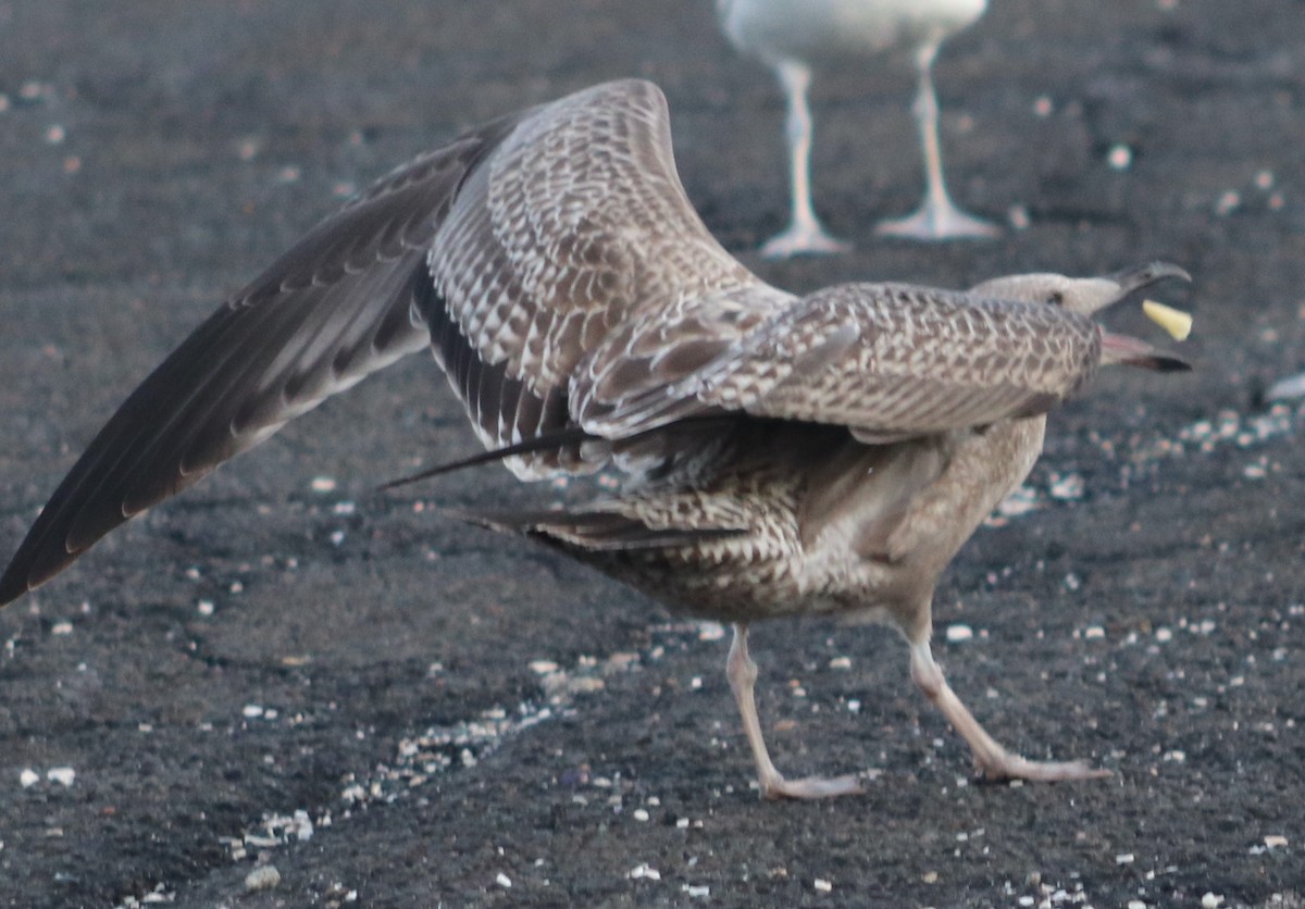 Gaviota Argéntea (americana) - ML622858036