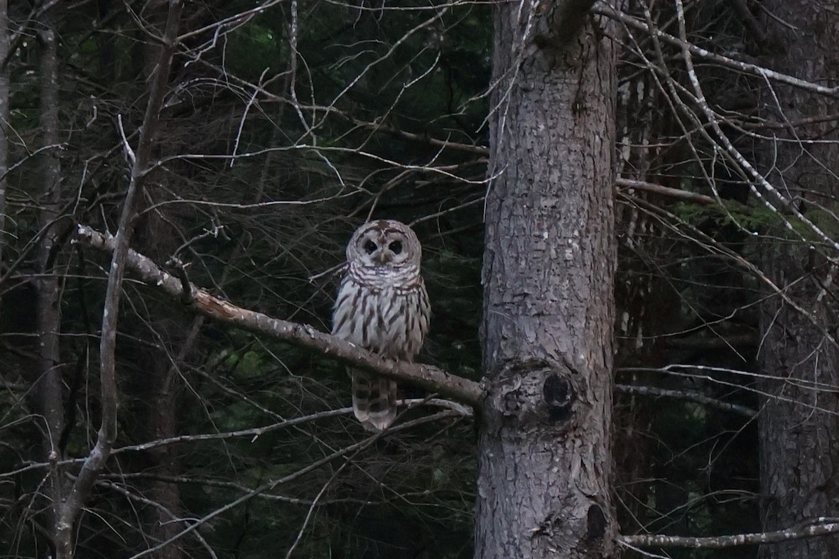 Barred Owl - ML622858123