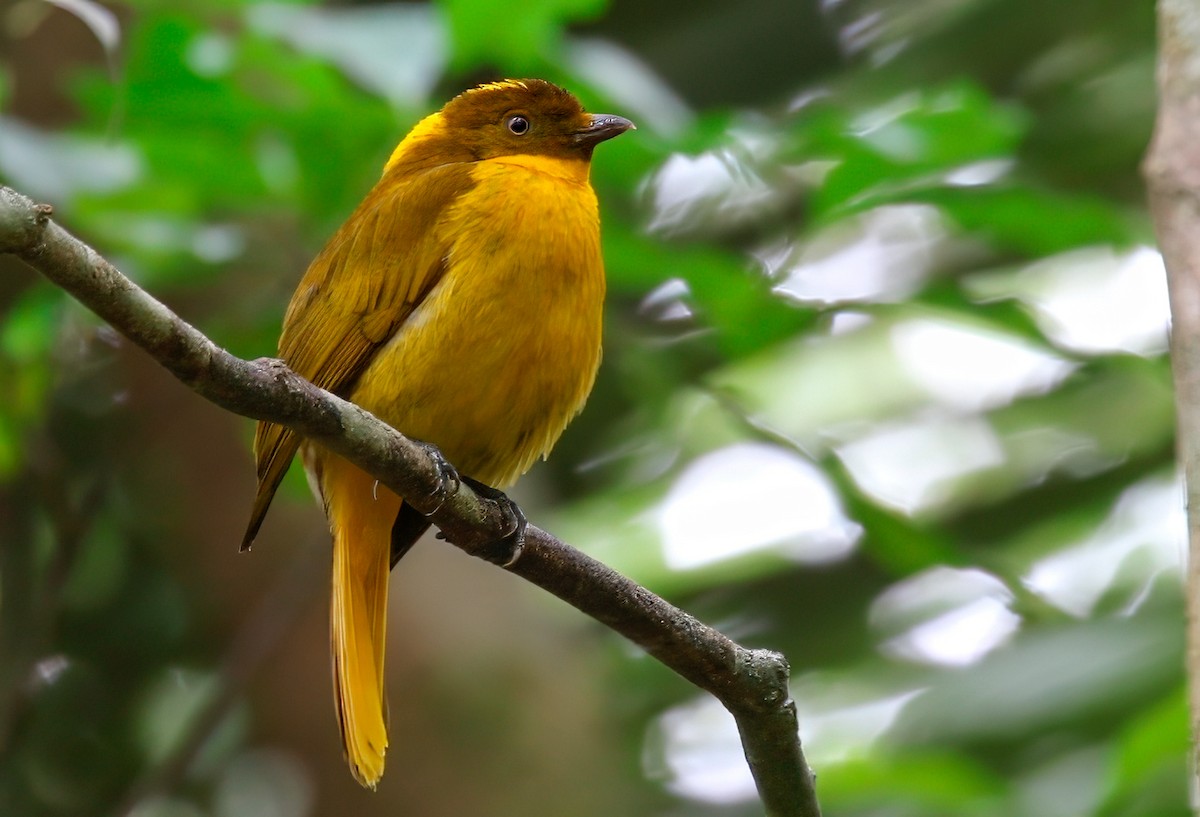 Golden Bowerbird - ML622858153