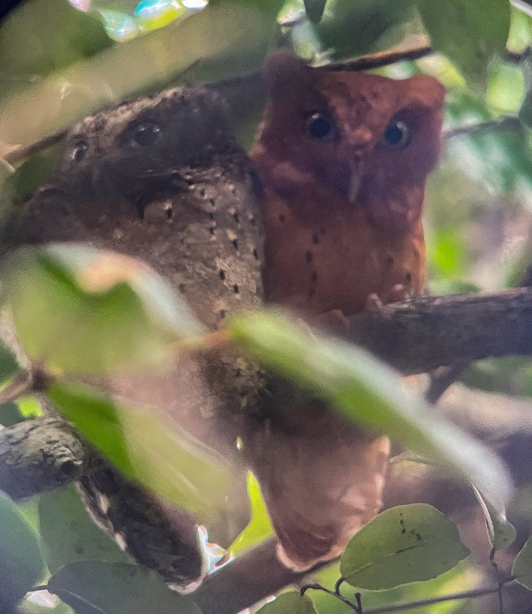 Sokoke Scops-Owl - ML622858155