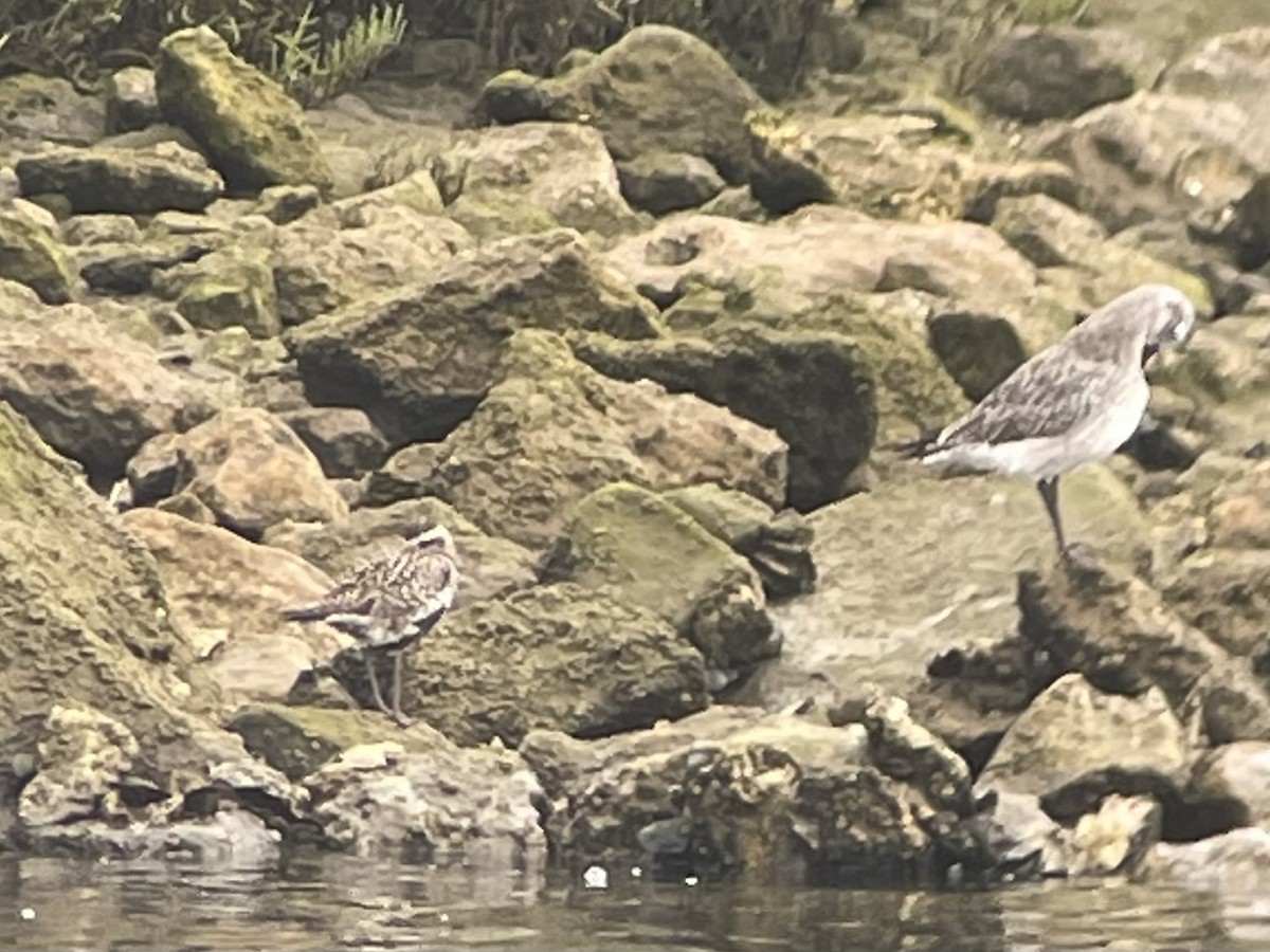 Pacific Golden-Plover - ML622858193