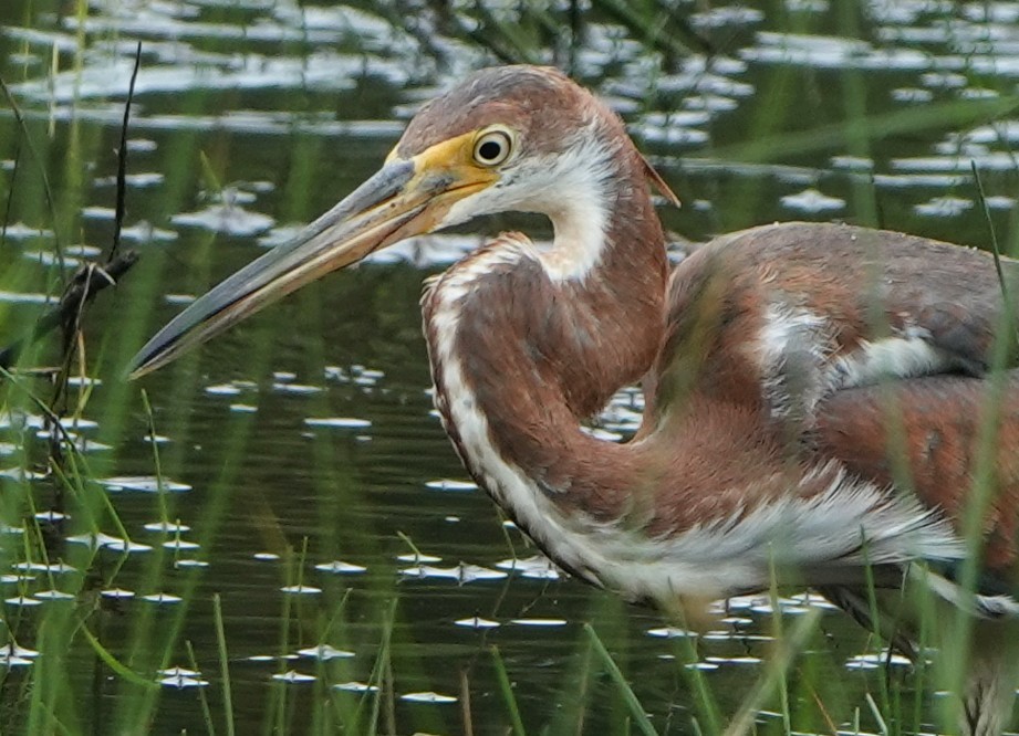 Tricolored Heron - Michele Reyes