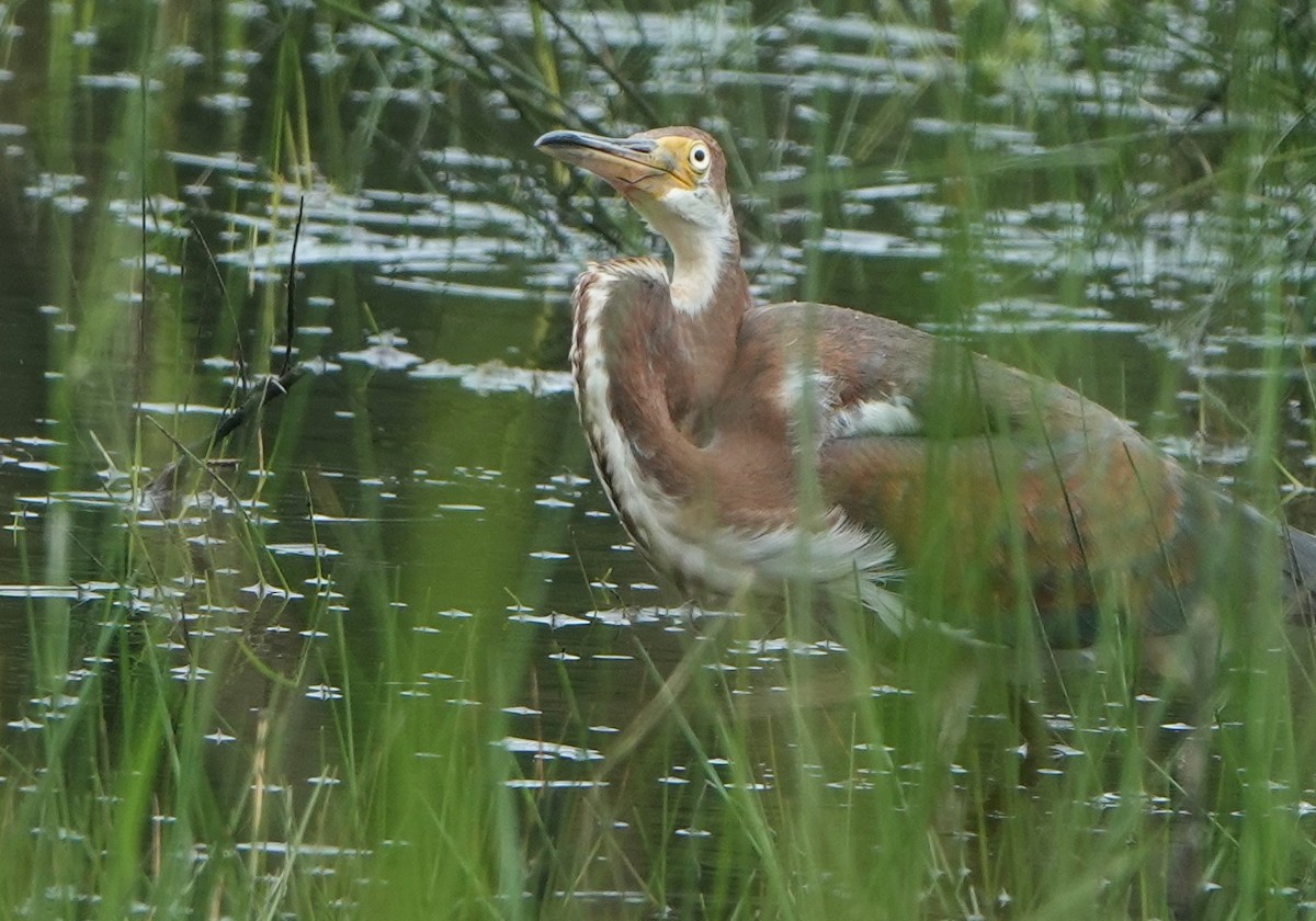 Tricolored Heron - Michele Reyes