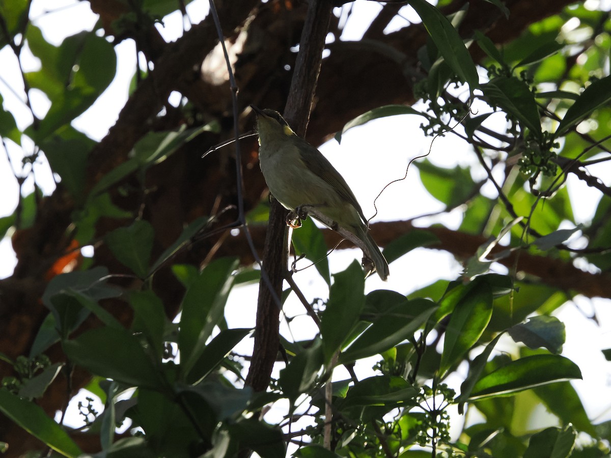 Graceful Honeyeater - ML622858210