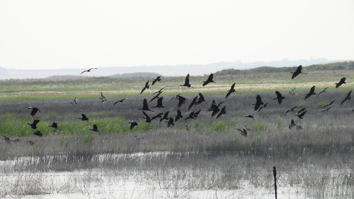 White-faced Ibis - ML622858230