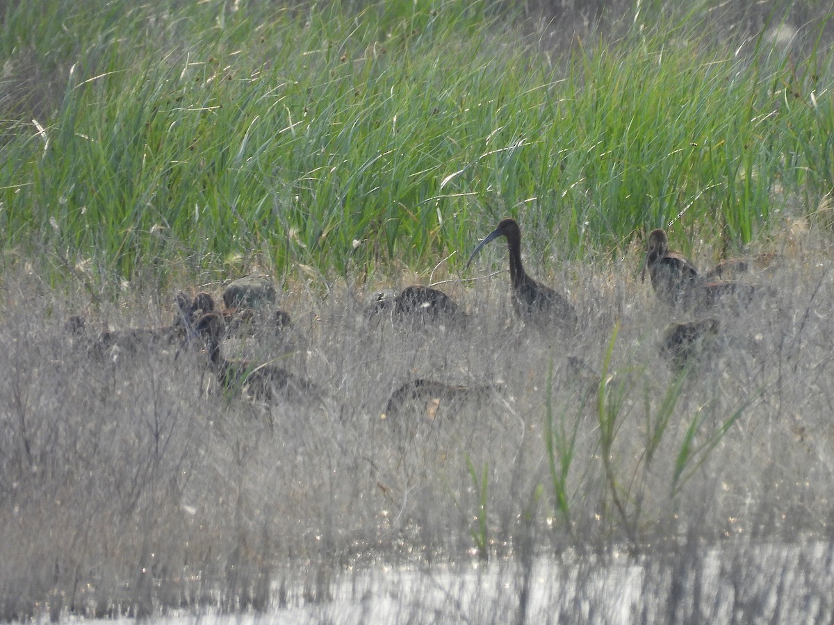 White-faced Ibis - ML622858231