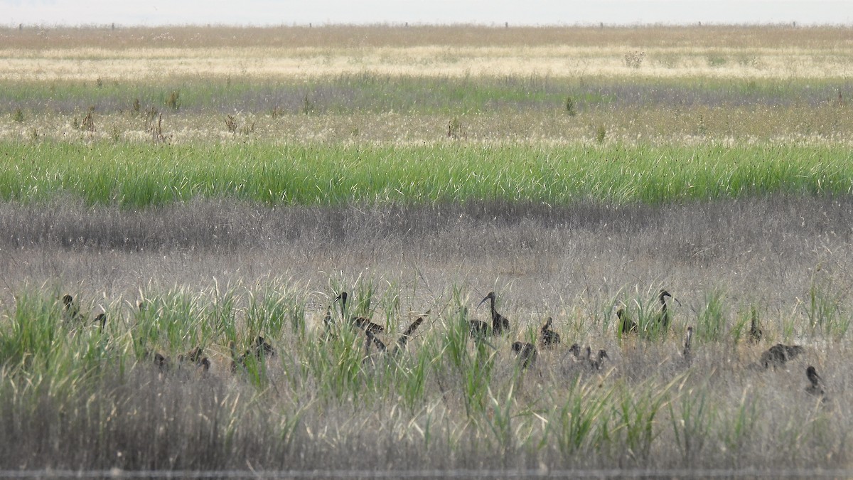 White-faced Ibis - ML622858232