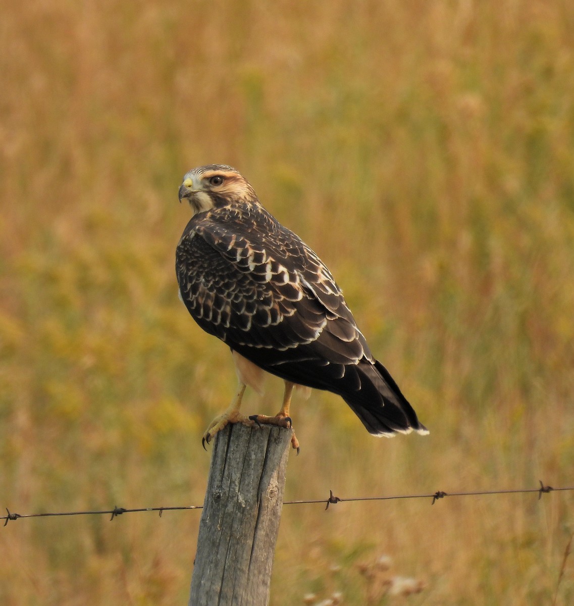 Swainson's Hawk - ML622858246