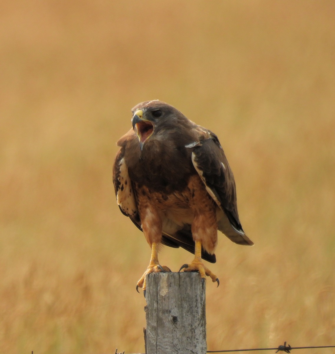 Swainson's Hawk - ML622858247