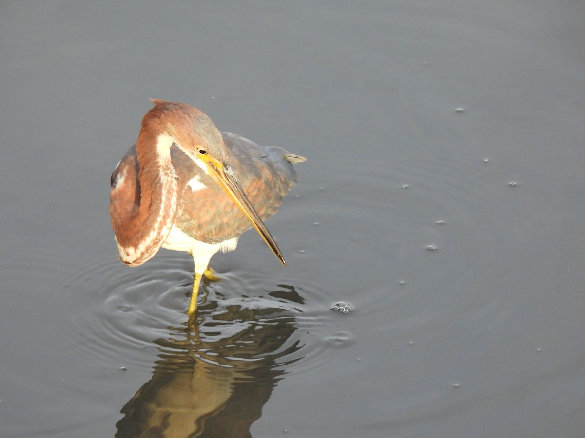 Tricolored Heron - Cathy Mathias