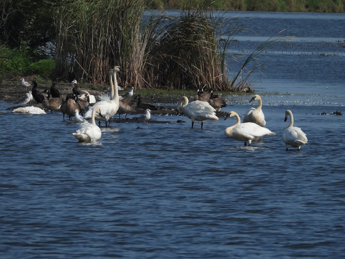 Trumpeter Swan - ML622858317