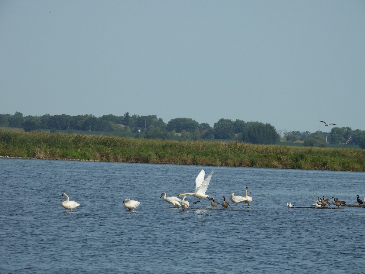 Trumpeter Swan - ML622858319