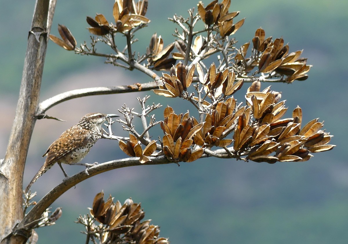 Boucard's Wren - ML622858366