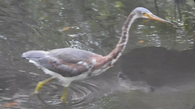 Tricolored Heron - ML622858396