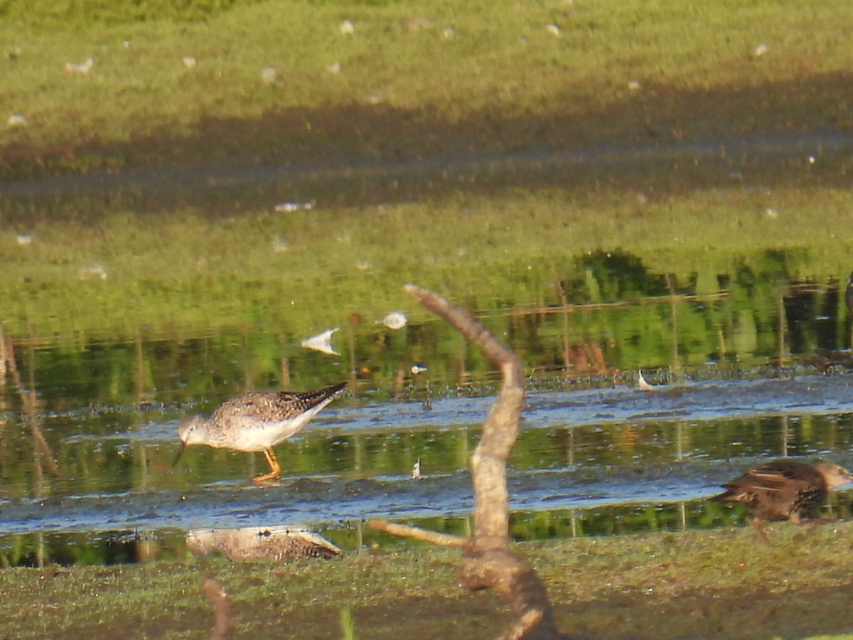 Petit Chevalier - ML622858399