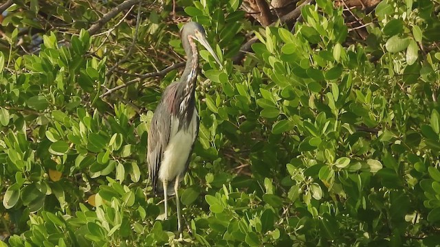 Tricolored Heron - ML622858400