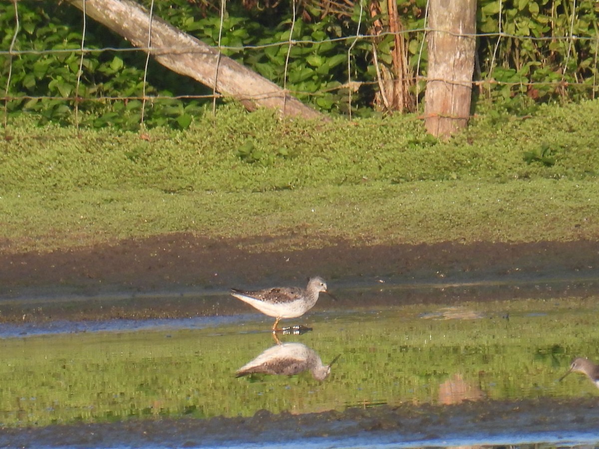 Petit Chevalier - ML622858438