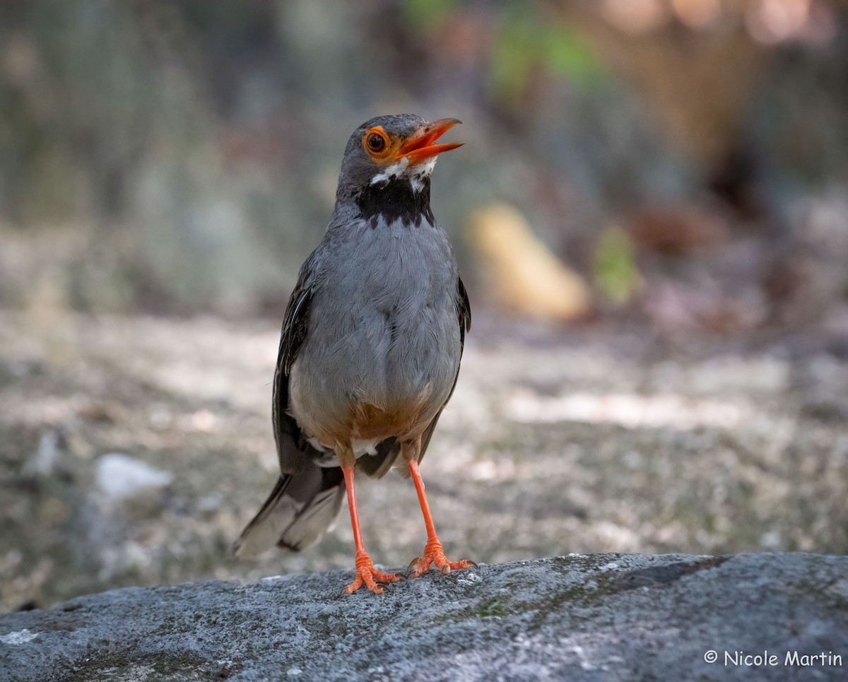 Red-legged Thrush - ML622858526