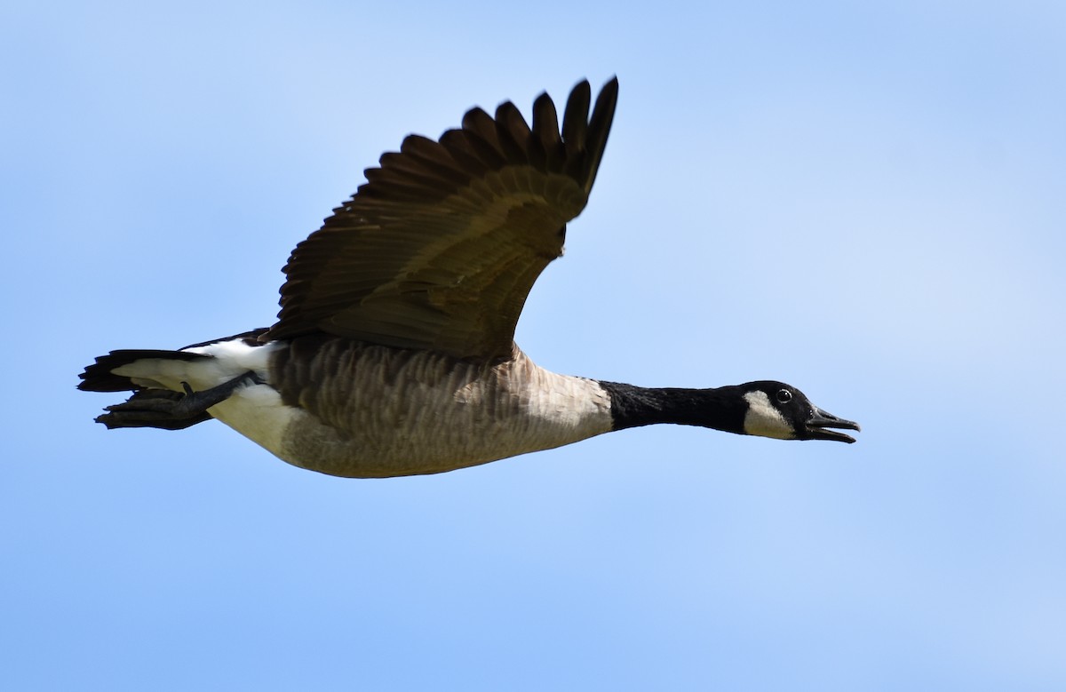 Canada Goose - ML622858720