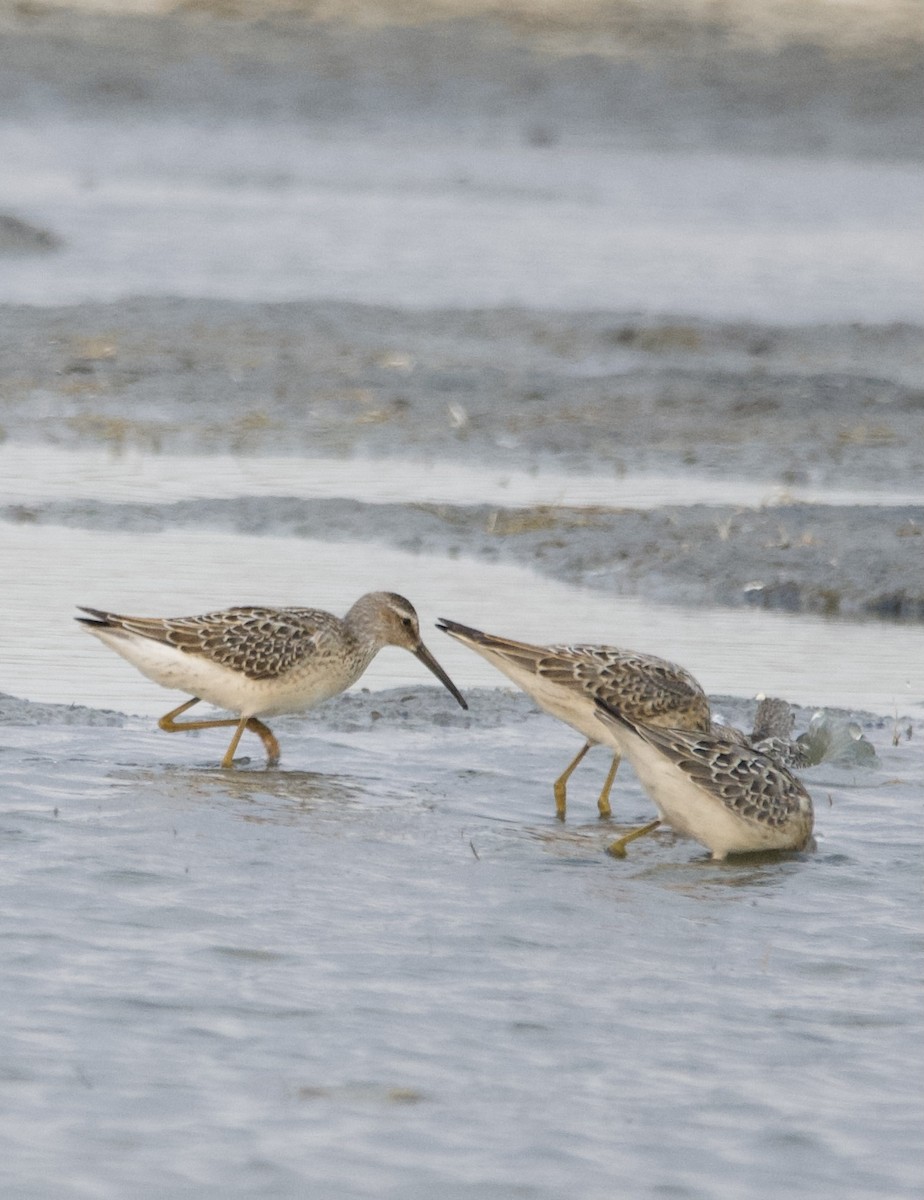 Stilt Sandpiper - ML622858724