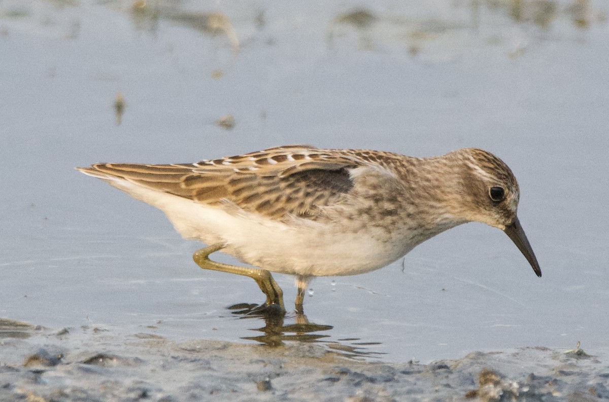 Least Sandpiper - ML622858728