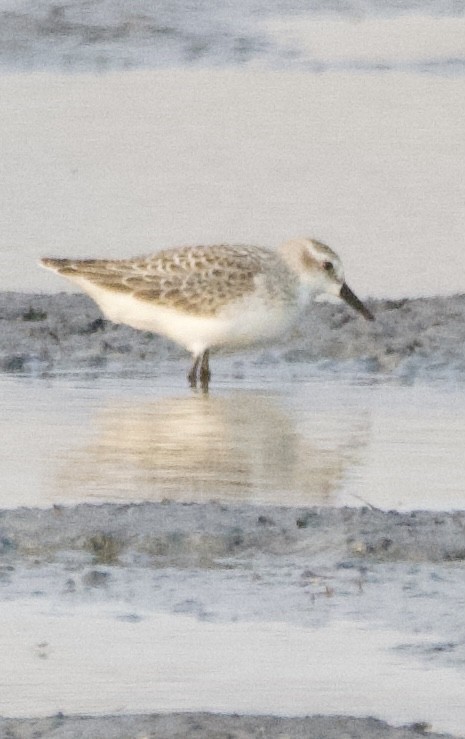 Semipalmated Sandpiper - ML622858733