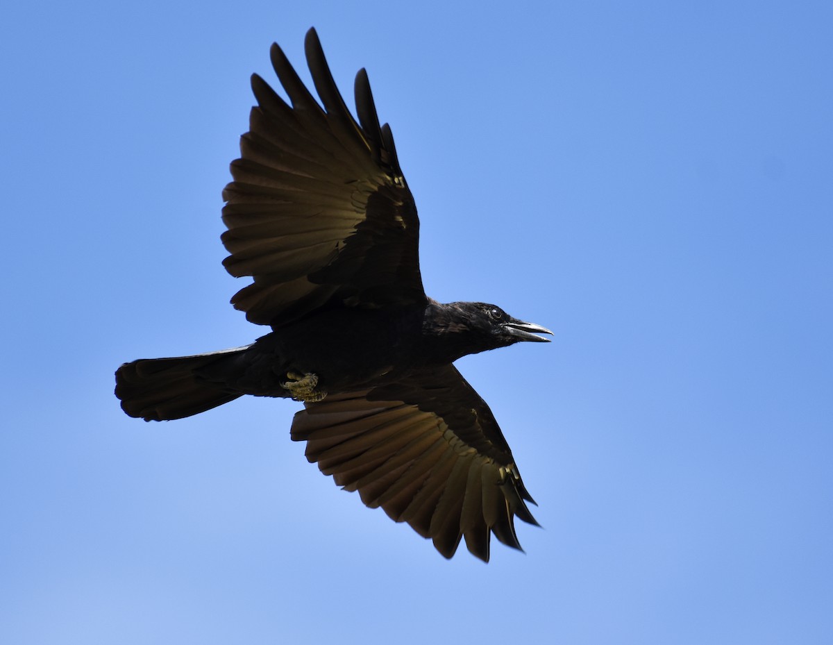 American Crow - ML622858741