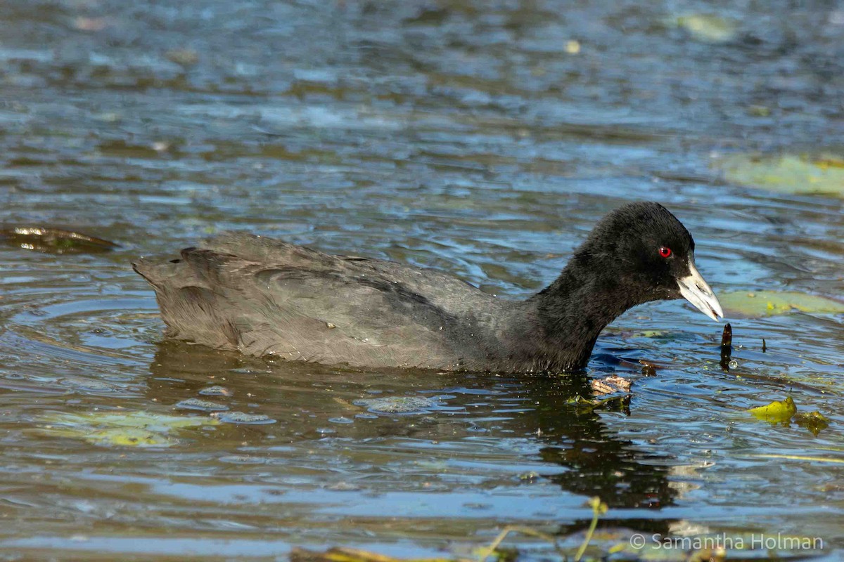 Focha Común - ML622858749
