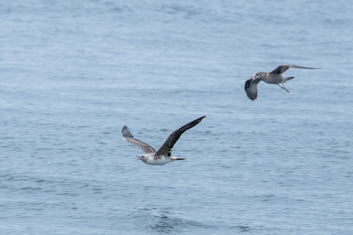 Red-footed Booby - Matt SM