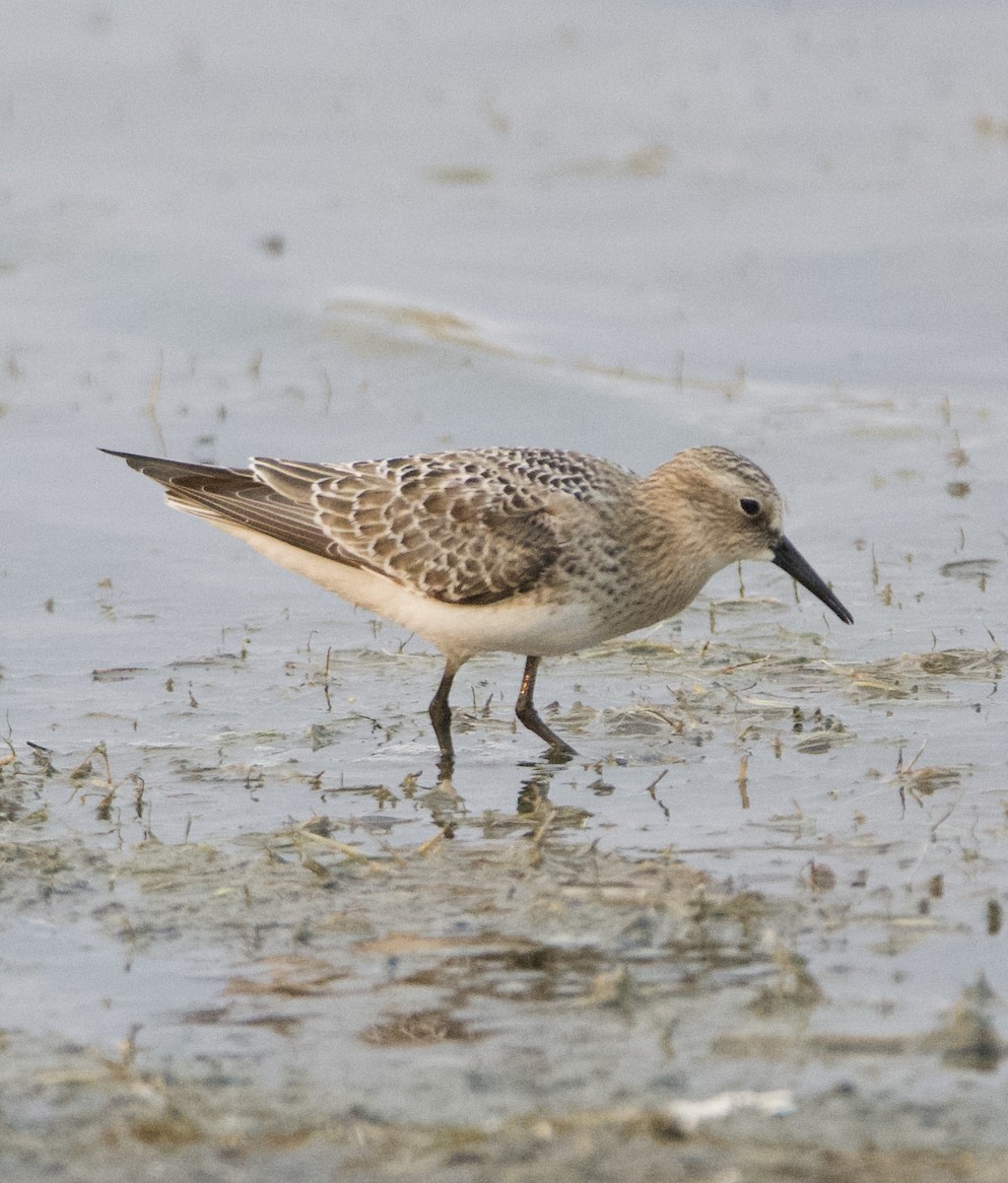 Baird's Sandpiper - ML622858817