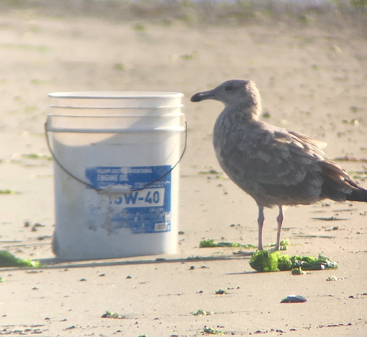 Gaviota Argéntea (americana) - ML622858825