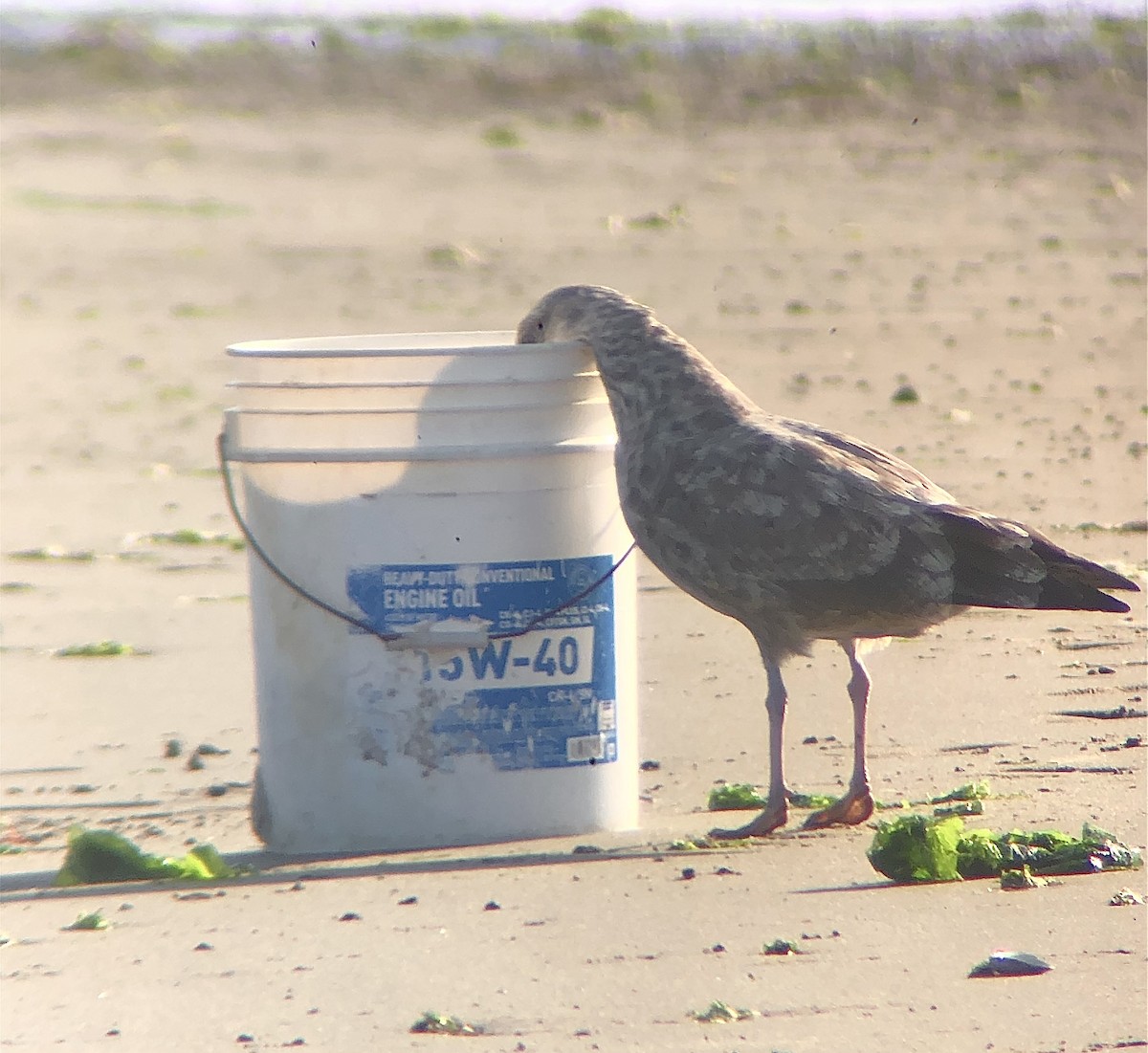 Gaviota Argéntea (americana) - ML622858827