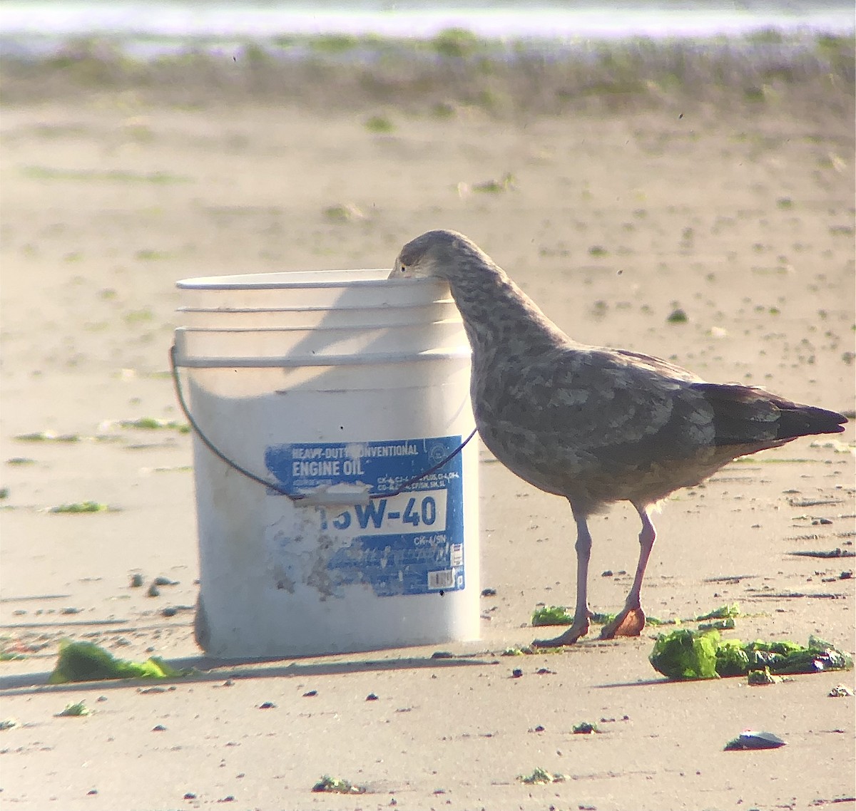 Gaviota Argéntea (americana) - ML622858828