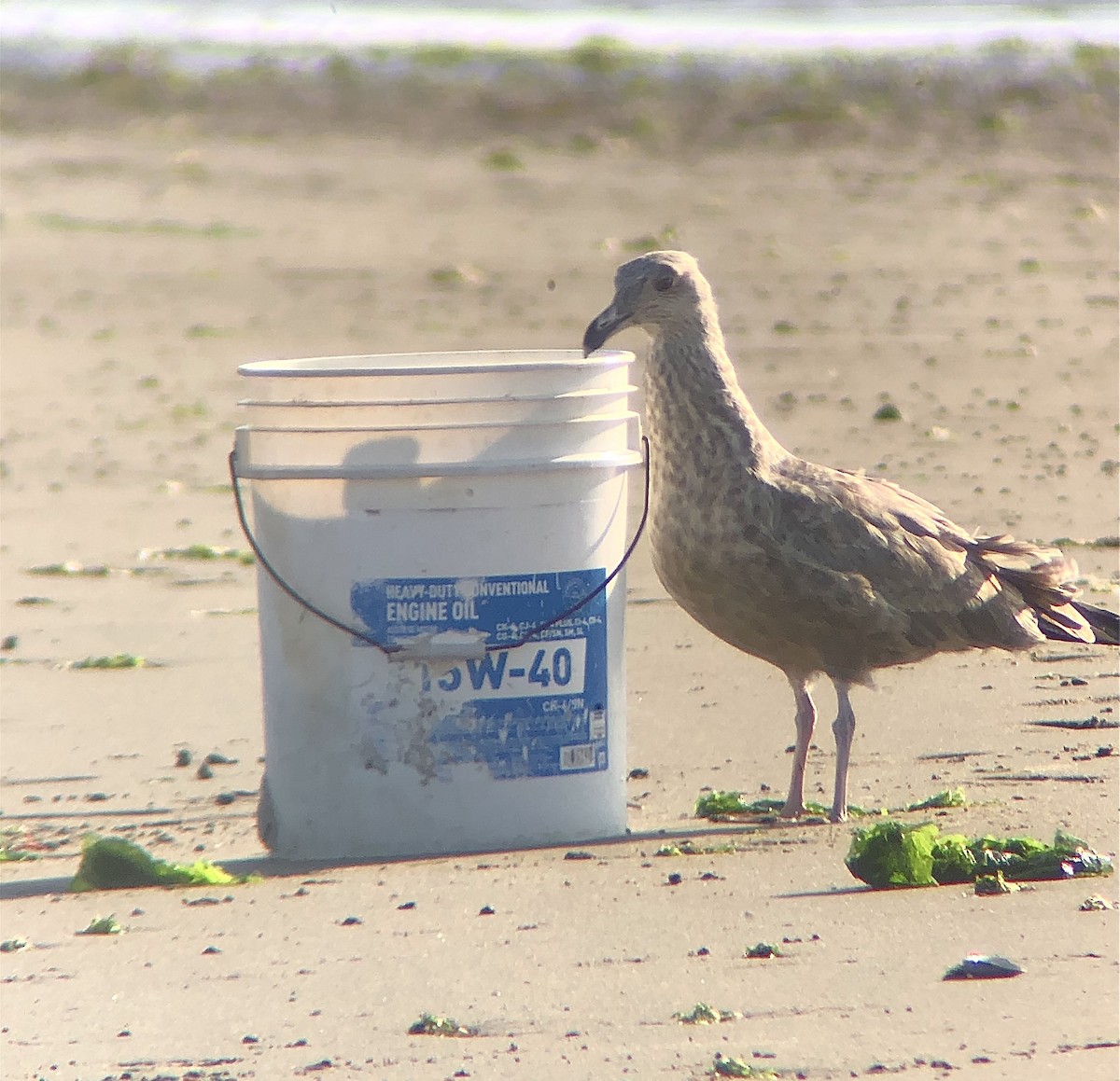 Gaviota Argéntea (americana) - ML622858830