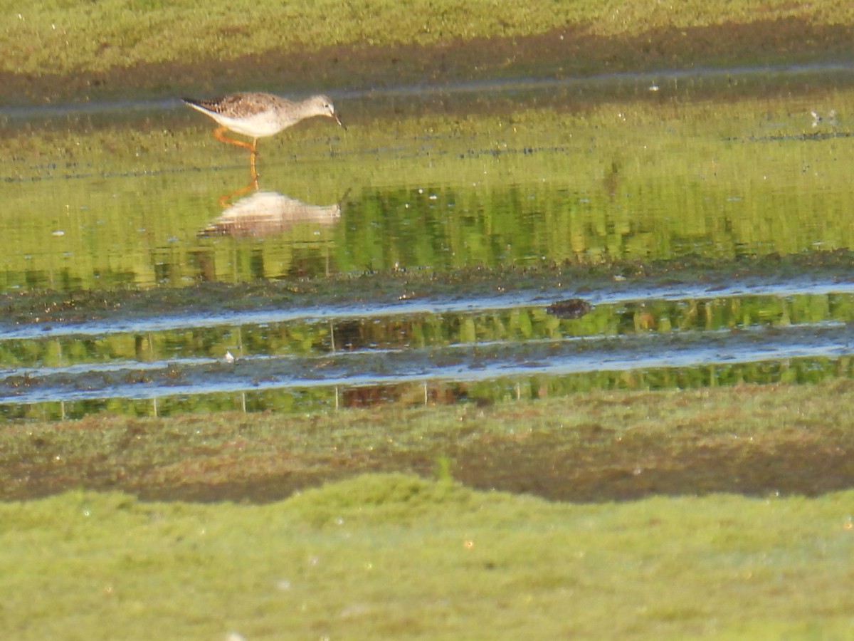 Petit Chevalier - ML622858906