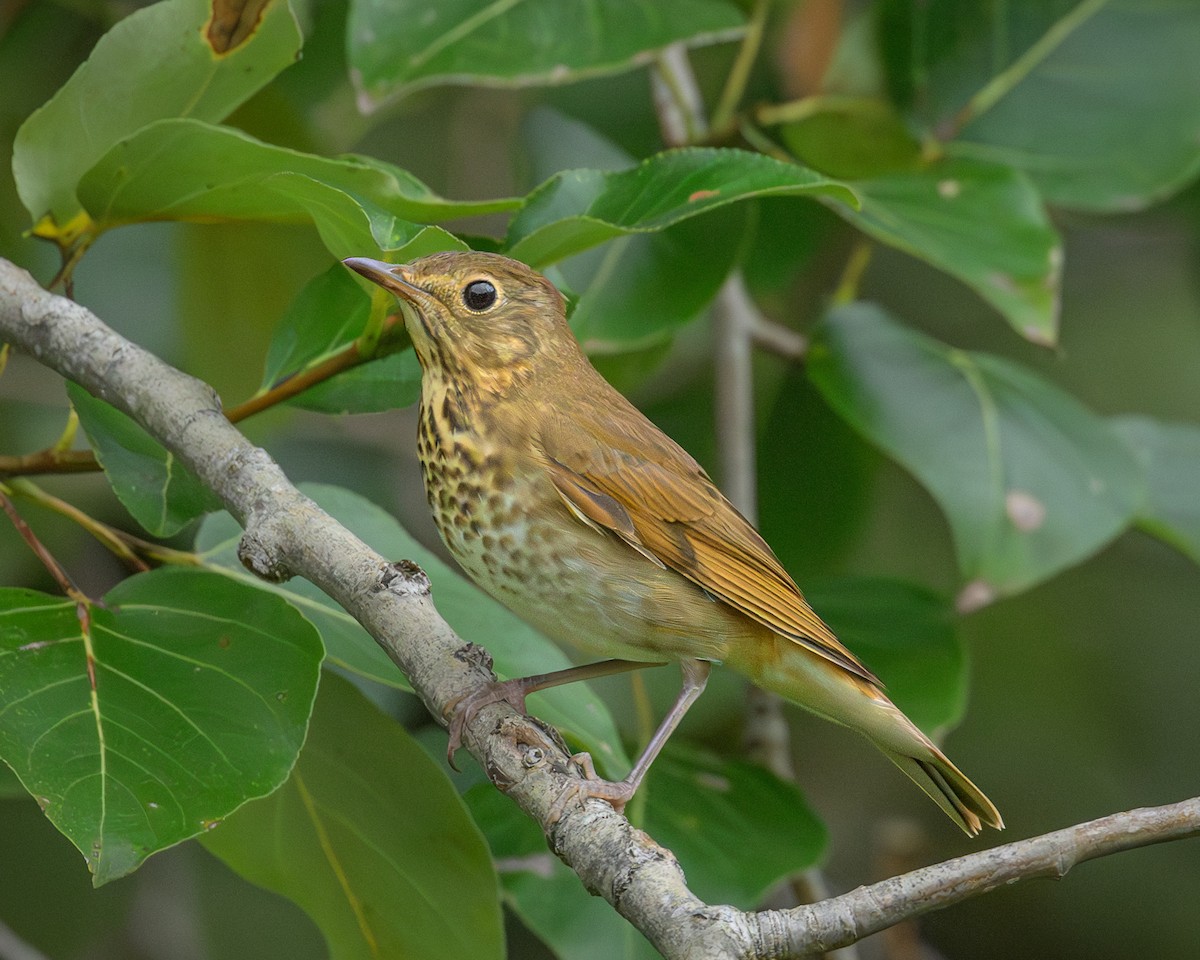 Swainson's Thrush - ML622858908