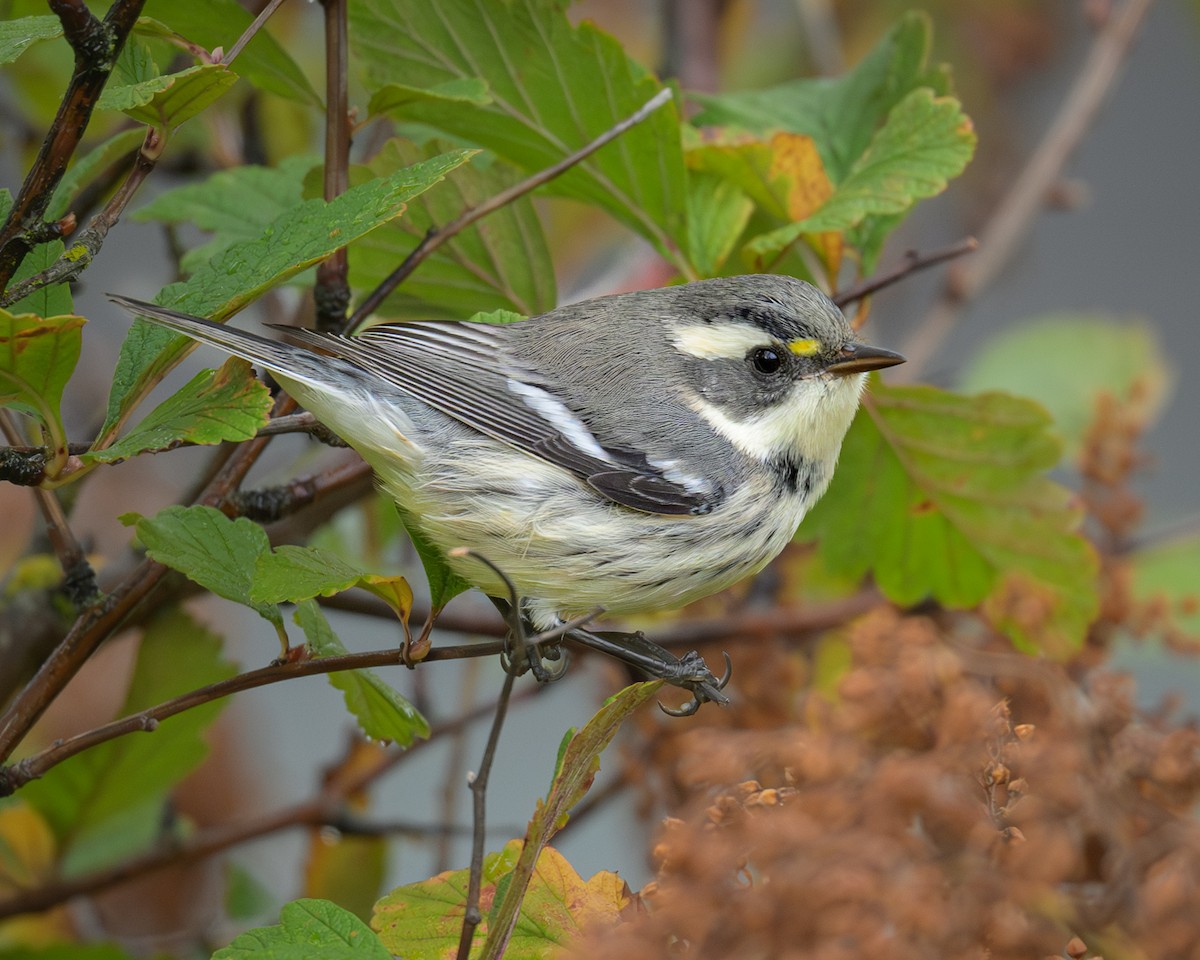 Black-throated Gray Warbler - ML622858923