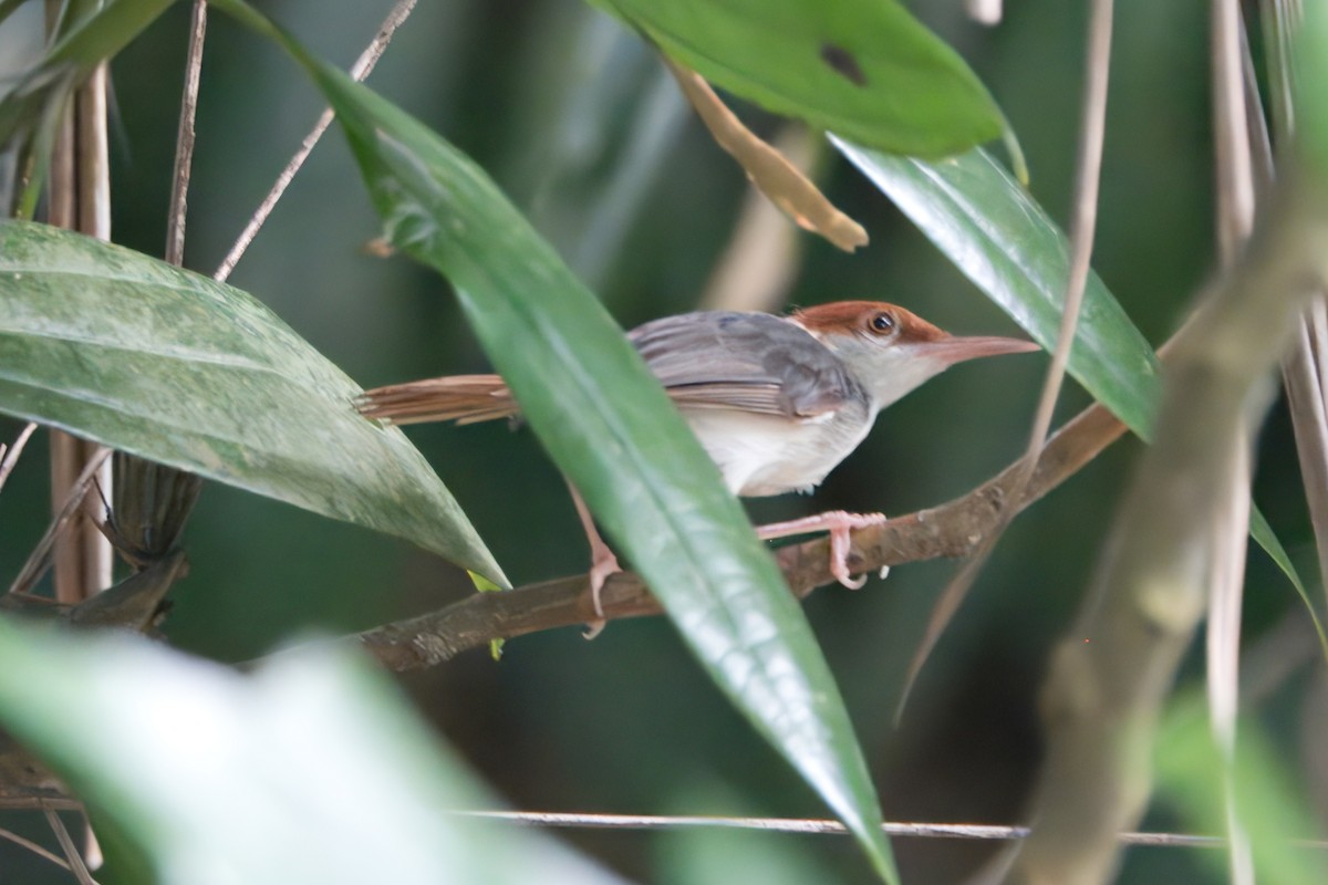 Rufous-tailed Tailorbird - ML622858948