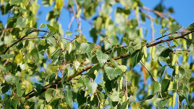 Melodious Warbler - ML622859040