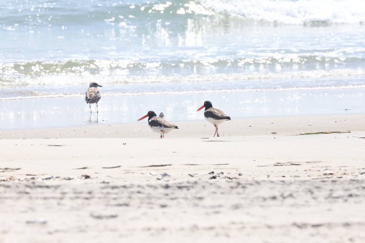 American Oystercatcher - ML622859041